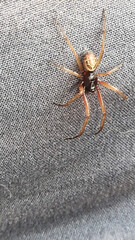 A close-up view of a small brown spider on gray fabric during daylight