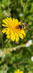Bee Pollinating Yellow Flower in Lush Green Garden