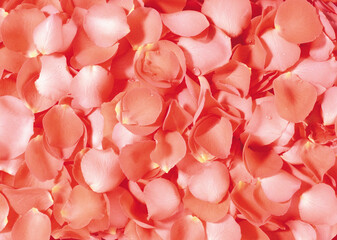 rose petals background