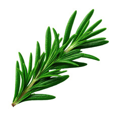 Fototapeta premium Fresh Green Rosemary Sprig Herb Isolated on Transparent Background