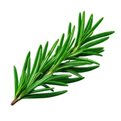 Fototapeta premium Fresh Green Rosemary Sprig Herb Isolated on Transparent Background