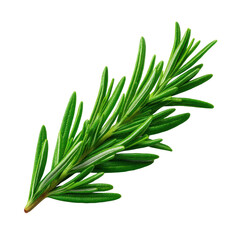 Obraz premium Fresh Green Rosemary Sprig Herb Isolated on Transparent Background