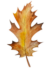 Hand paint watercolor autumn set of pumpkins, acorns, autumn leaves, mushrooms, rowan berry, isolated on white background. Perfect for creating cards, design. Thanksgiving day illustrations