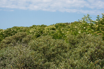 Dunes, densely covered with Wild rose and Elderberry
