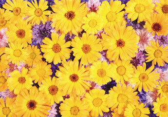 colorful flowers background