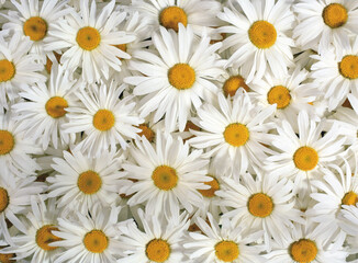 daisies on white background © UQink