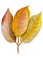 Hand paint watercolor autumn set of pumpkins, acorns, autumn leaves, mushrooms, rowan berry, isolated on white background. Perfect for creating cards, design. Thanksgiving day illustrations