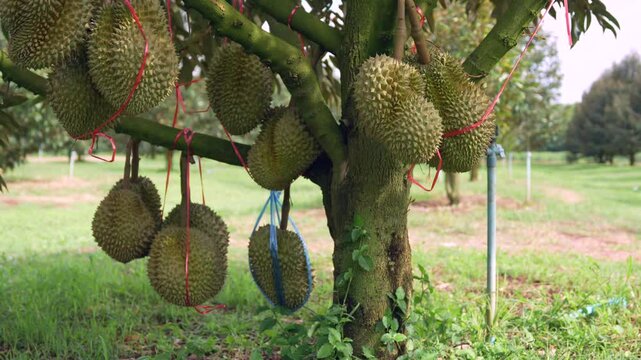 Durian orchards in Thailand are considered the country's agricultural sector and exported to foreign countries, playing an important role in the local economy and the international durian market.
