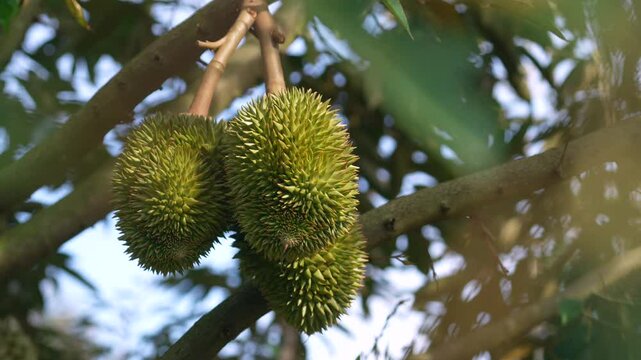 Durian orchards in Thailand are considered the country's agricultural sector and exported to foreign countries, playing an important role in the local economy and the international durian market.