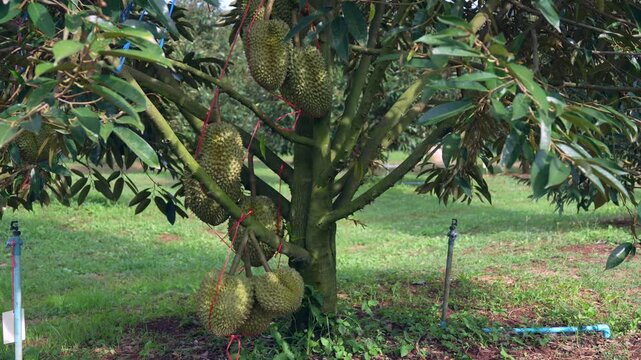 Durian orchards in Thailand are considered the country's agricultural sector and exported to foreign countries, playing an important role in the local economy and the international durian market.