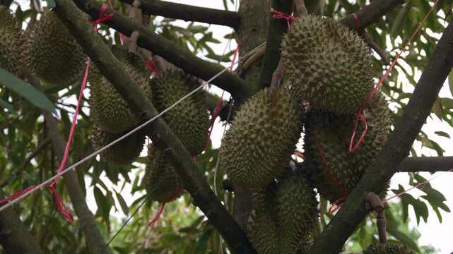 Durian orchards in Thailand are considered the country's agricultural sector and exported to foreign countries, playing an important role in the local economy and the international durian market.