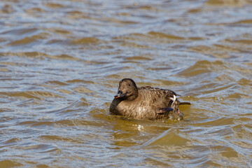 The velvet scoter (Melanitta fusca), also called a velvet duck. Sea duck during a migration on lake...