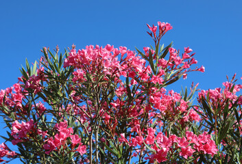 many pink blooming flowers of oleander plant typical vegetation of the Mediterranean areas in full...