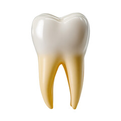 Human Molar Tooth Anatomy Isolated on Transparent Background 3D Render

