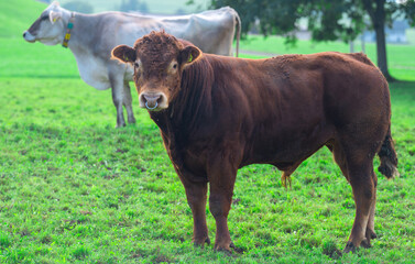 Bull grazing in a green pasture. Cattle in the countryside. Cow bull in a field. Calf on the grass. Bull in rural landscape. Cattle farm. Livestock bull grazing in a meadow. Angus bulls. Beef cattle.