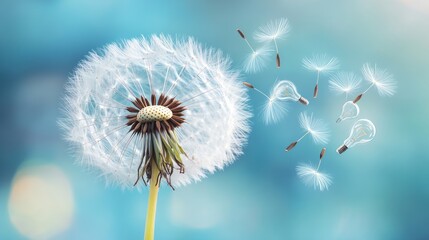 Dandelion seed head with lightbulb seeds
