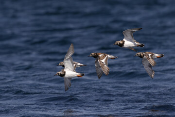 Flock of Ringed Plovers in flight over the sea
