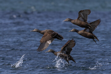 Female Eider Ducks taking off over the sea