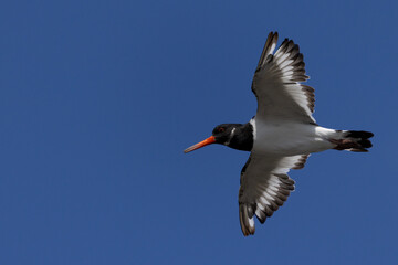 Oystercatcher in flight