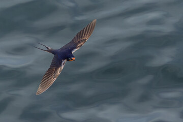 Swallow in flight over water