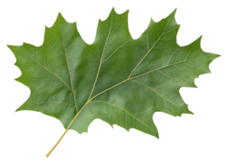 A single green oak leaf with pointed lobes and prominent veins displayed clearly.