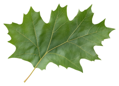 A single green oak leaf with pointed lobes and prominent veins displayed clearly.