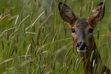 Close up of Roe Deer in long grass