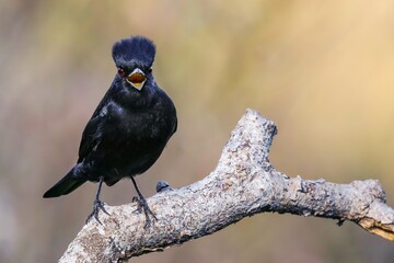 Velvety Black-tyrant - Knipolegus nigerrimus 