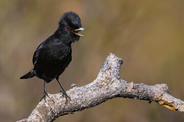 Velvety Black-tyrant - Knipolegus nigerrimus 