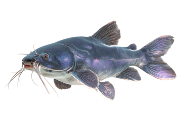 Close up of a giant pangasius catfish. Freshwater fish.