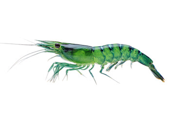 Close up of a vibrant green neon shrimp.