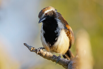 Rusty-backed Antwren - Formicivora rufa 