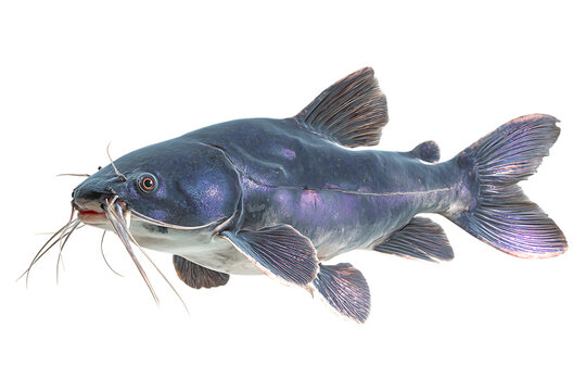 Close up of a giant pangasius catfish. Freshwater fish.