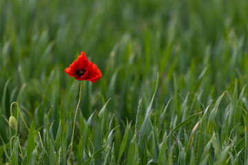 Single Poppy in a Field