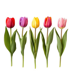Fototapeta premium Five vibrant spring tulips in red purple yellow pink and orange isolated on transparent background