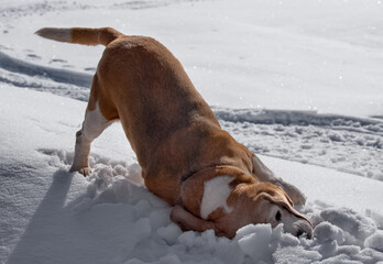 Russia. Kuzbass. A beagle dog frolics in the wet snow while walking through the spring taiga. It is a hunting dog from a group of hounds for hunting forest game.