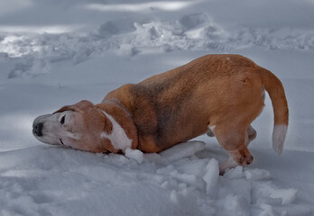 Russia. Kuzbass. A beagle dog frolics in the wet snow while walking through the spring taiga. It is a hunting dog from a group of hounds for hunting forest game.