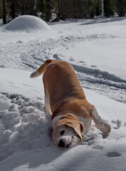 Russia. Kuzbass. A beagle dog frolics in the wet snow while walking through the spring taiga. It is a hunting dog from a group of hounds for hunting forest game.