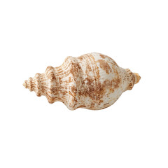 Obraz premium Beautiful sea shell isolated on white background with copy space