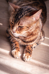 Bengal cat relaxing in sunlit room, highlighting unique fur patterns and playful demeanor on wooden floor