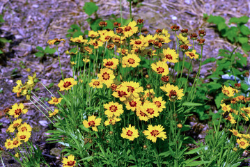 flowers in vendersi fraction of Val Borbera in the municipality of Albera Ligure Alessandria Italy