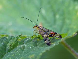 Skorpionsfliege