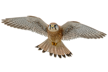 Kestrel in flight, isolated on black background