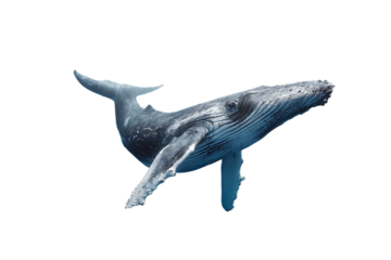 Humpback whale swimming underwater