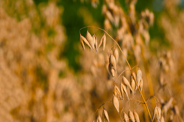 ear of oats in the evening sunlight close-up with blurred background	