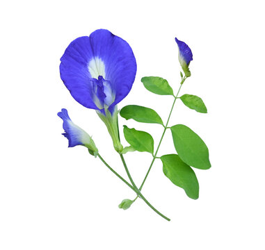 Close-up of beautiful different shaped butterfly pea flowers isolated on transparent.
