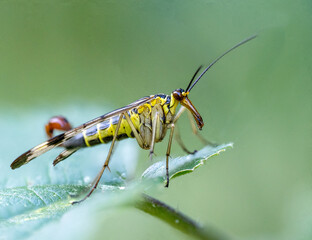 Skorpionsfliege