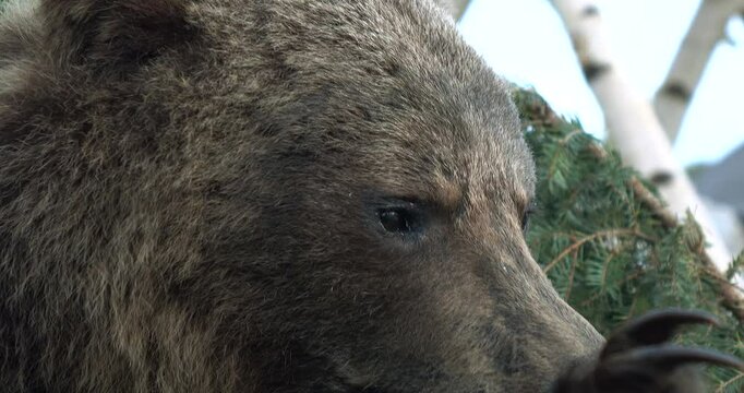 An aggressive big bear attacks, baring its claws.