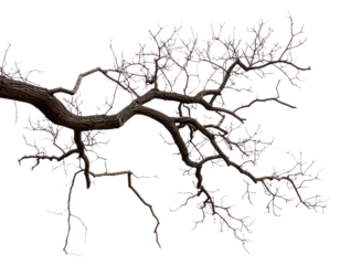Tree Branch Isolated on Transparent Background