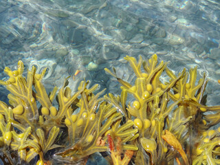 A Spiral Wrack (Fucus spiralis) seaweed in cristal clear water on sunny day. Background with copy...